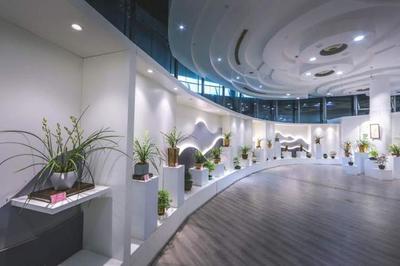 这种兰花国内已几十年未见!上海国际兰展70多种珍稀濒危兰花绽放,一度失传的后翠蟾亮相